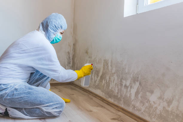 Professional mold removal team in Irvona